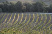 Vinyard
